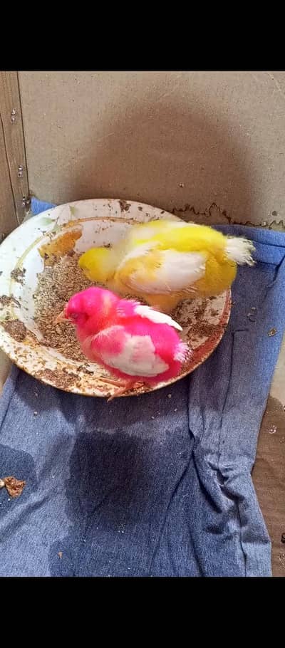 chicken
