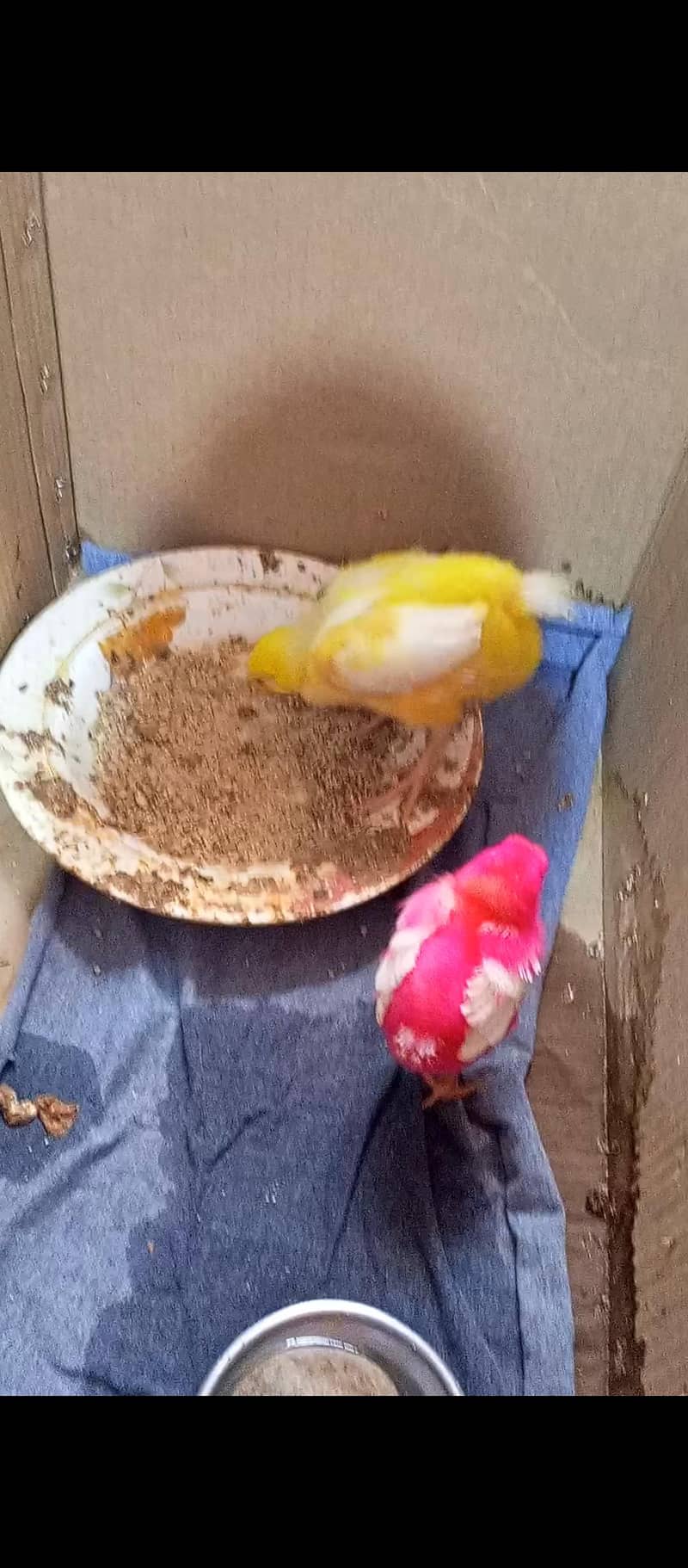 chicken 1