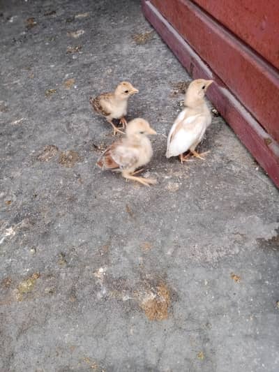 Aseel female chicks