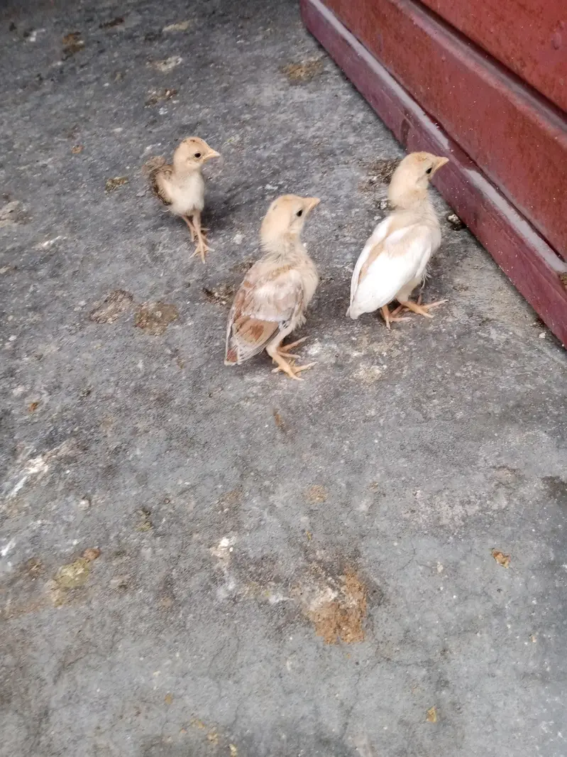 Aseel female chicks — photo 2