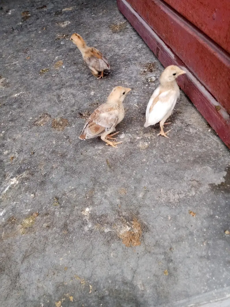 Aseel female chicks — photo 3