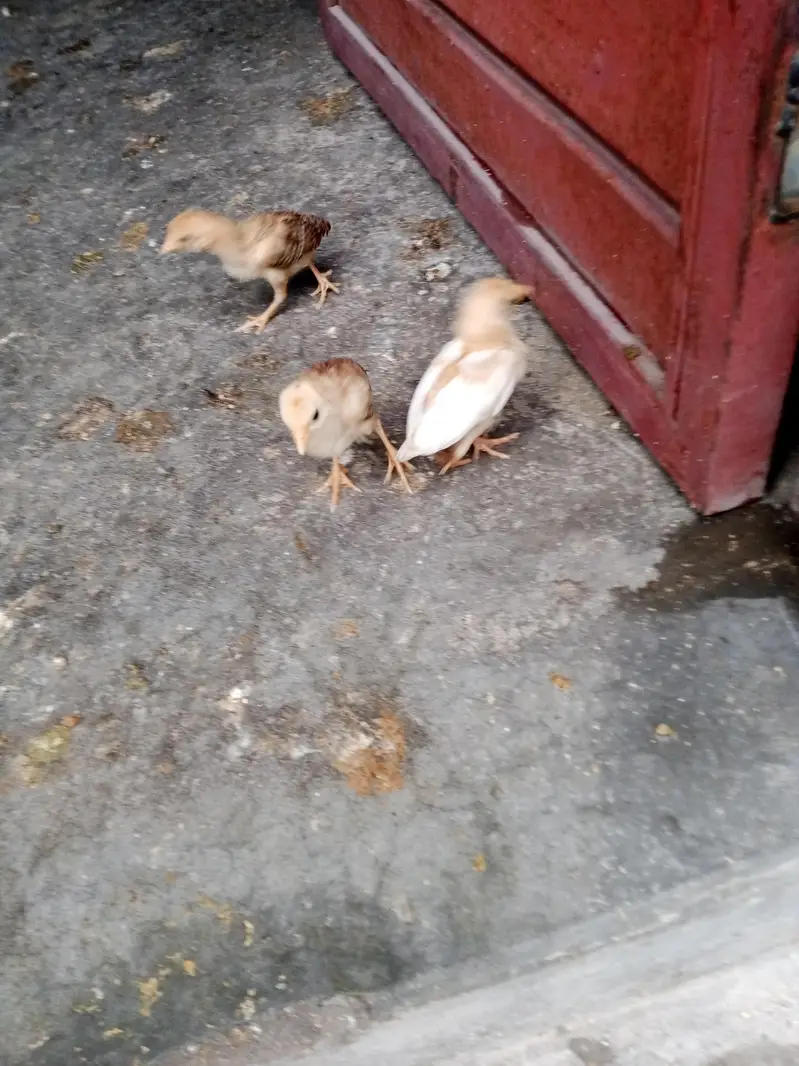 Aseel female chicks — photo 4