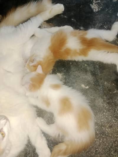 pets selling