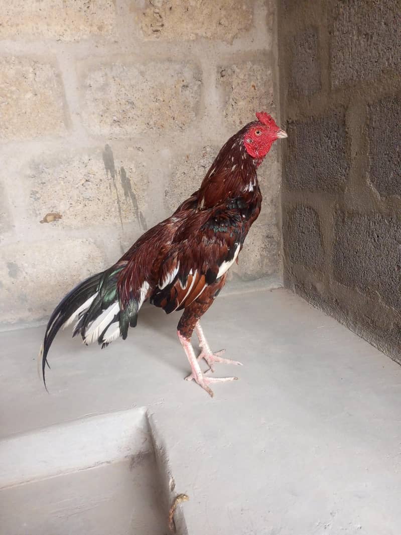 2 murga 5