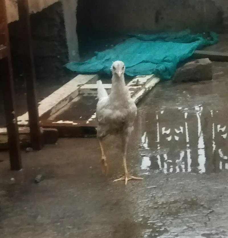 home bird for sale — photo 2