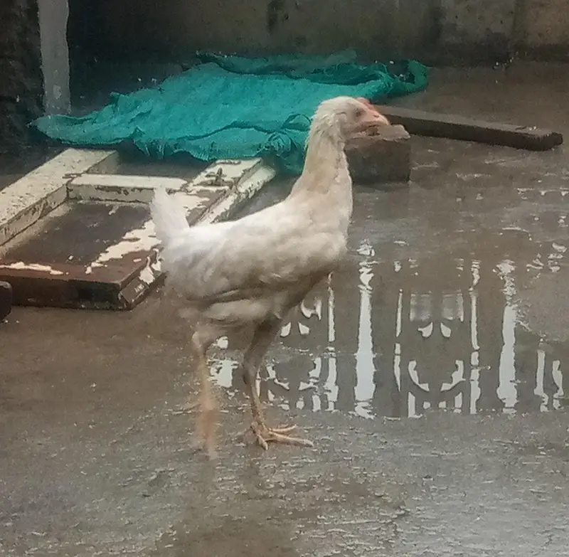 home bird for sale — photo 3