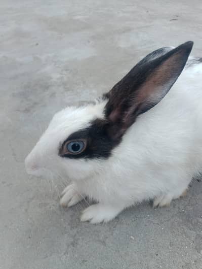 cute  rabbit baby    white  and black colour