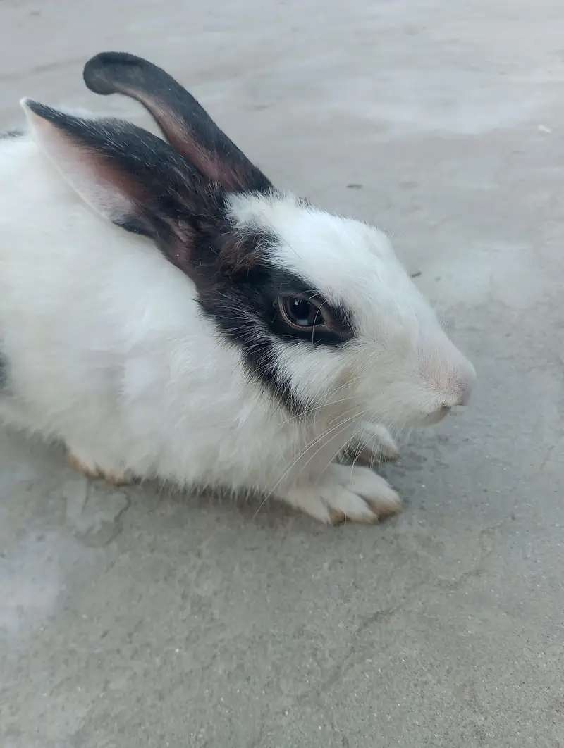 cute  rabbit baby    white  and black colour — photo 2
