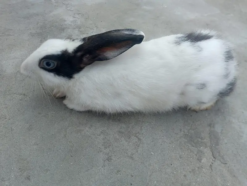 cute  rabbit baby    white  and black colour — photo 3