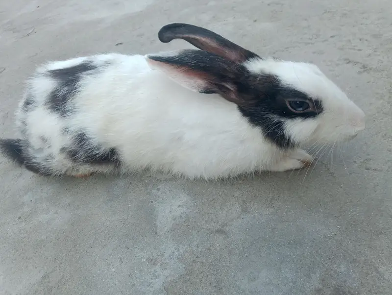 cute  rabbit baby    white  and black colour — photo 4