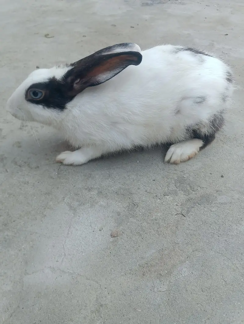 cute  rabbit baby    white  and black colour — photo 5