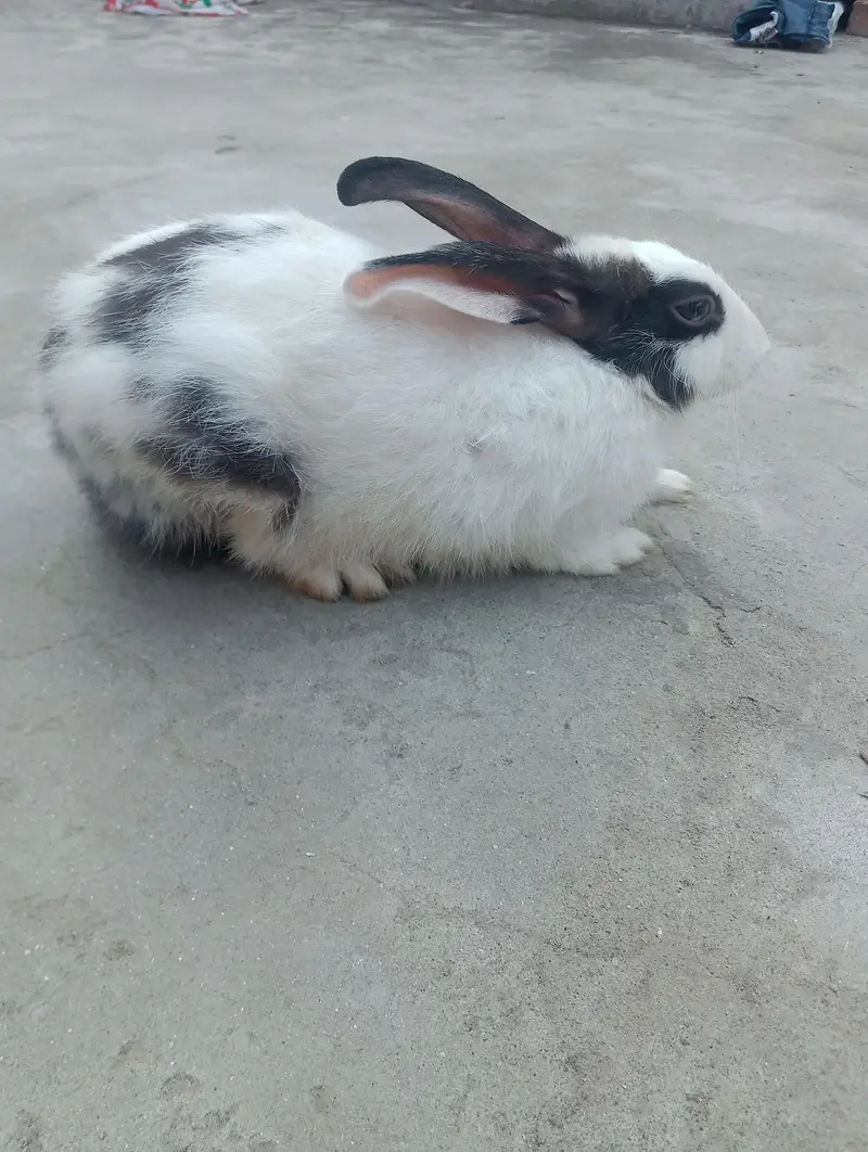cute  rabbit baby    white  and black colour — photo 6