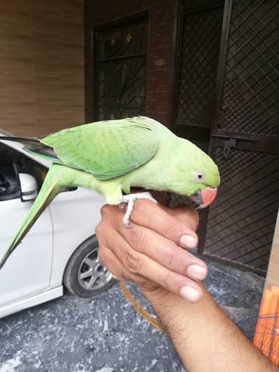 Healthy Parrot for Sale – Well Maintained & Active