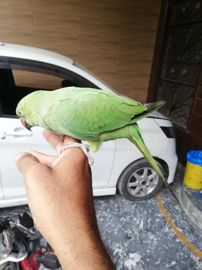 Healthy Parrot for Sale – Well Maintained & Active — photo 2