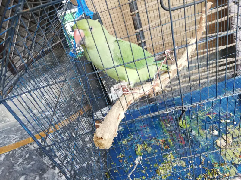 Healthy Parrot for Sale – Well Maintained & Active — photo 3