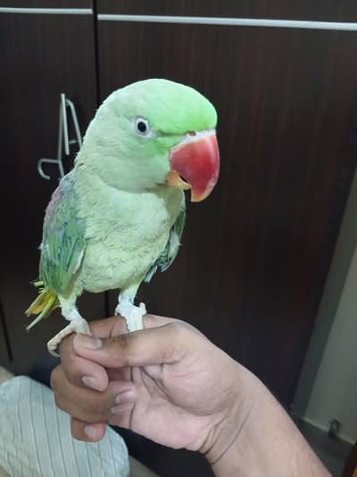 Pahari Female