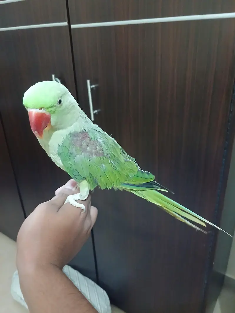 Pahari Female — photo 2