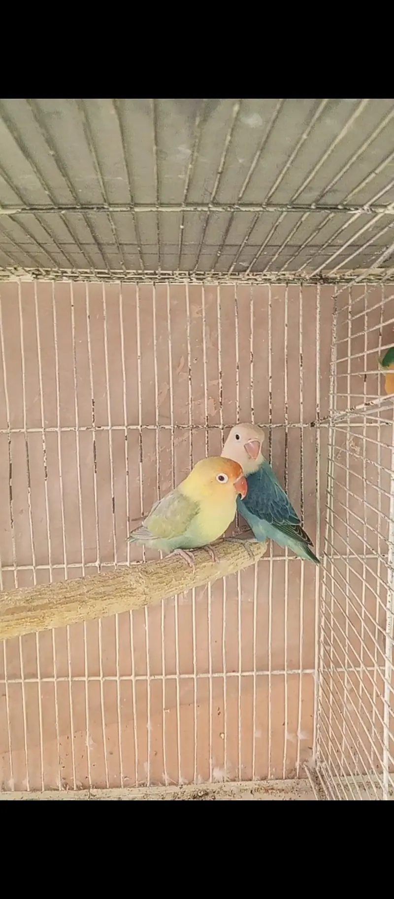 Aqua B1B2 & charcoal finch — photo 2