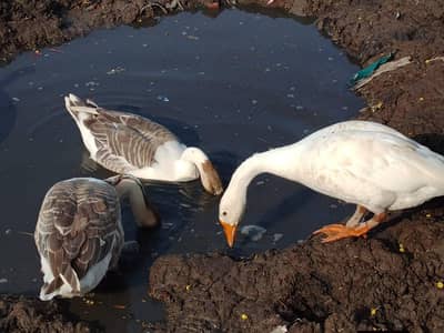 duck for sale urgent