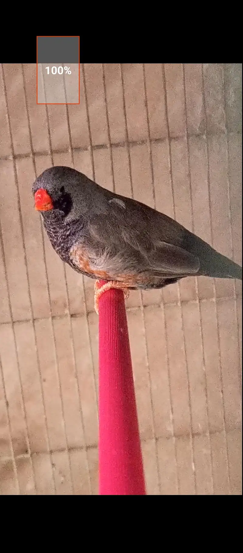 Aqua B1B2 & charcoal finch — photo 3