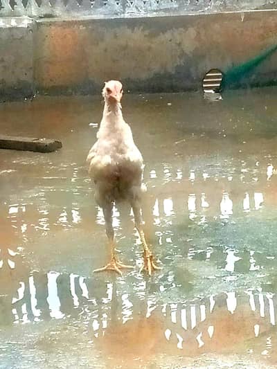 home bird for sale