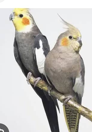 Cocktail parrot