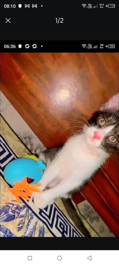 free cat