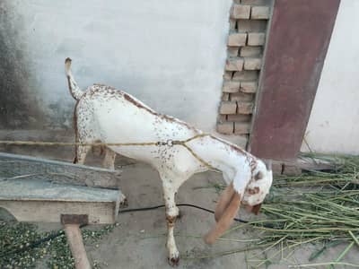desi Bakra for Sale Call number 03490704921