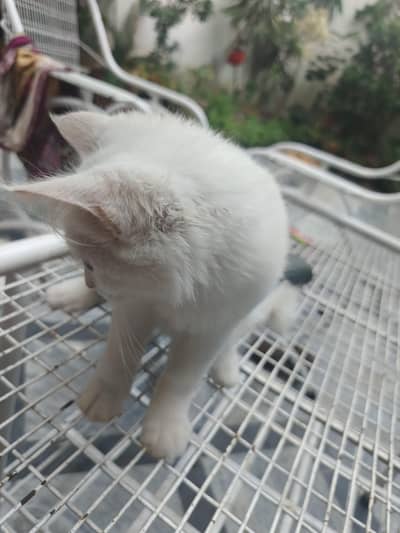 3 month cat