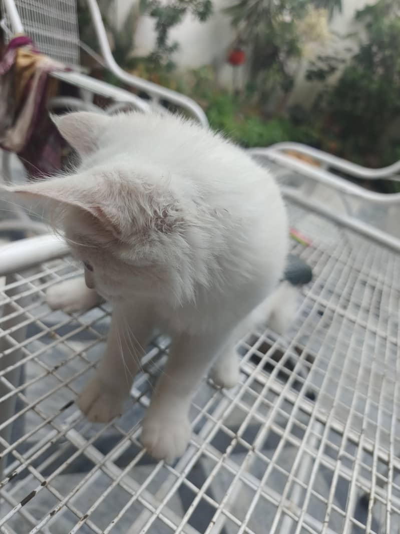 3 month cat 0
