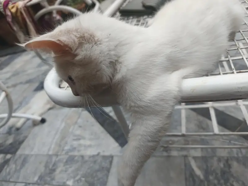 3 month cat — photo 2