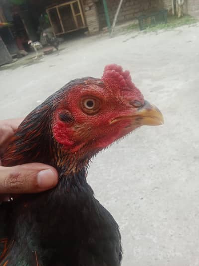 pakoya cross