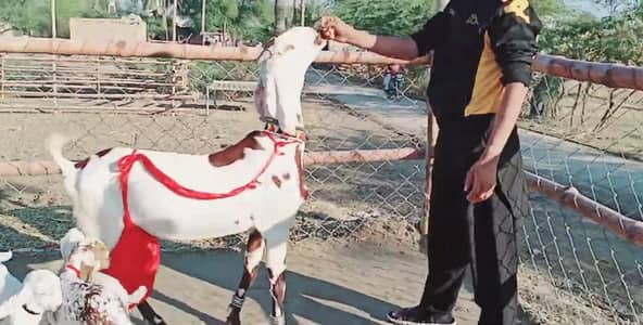 desi Bakri for Sale Mashallah Call number/03490704921