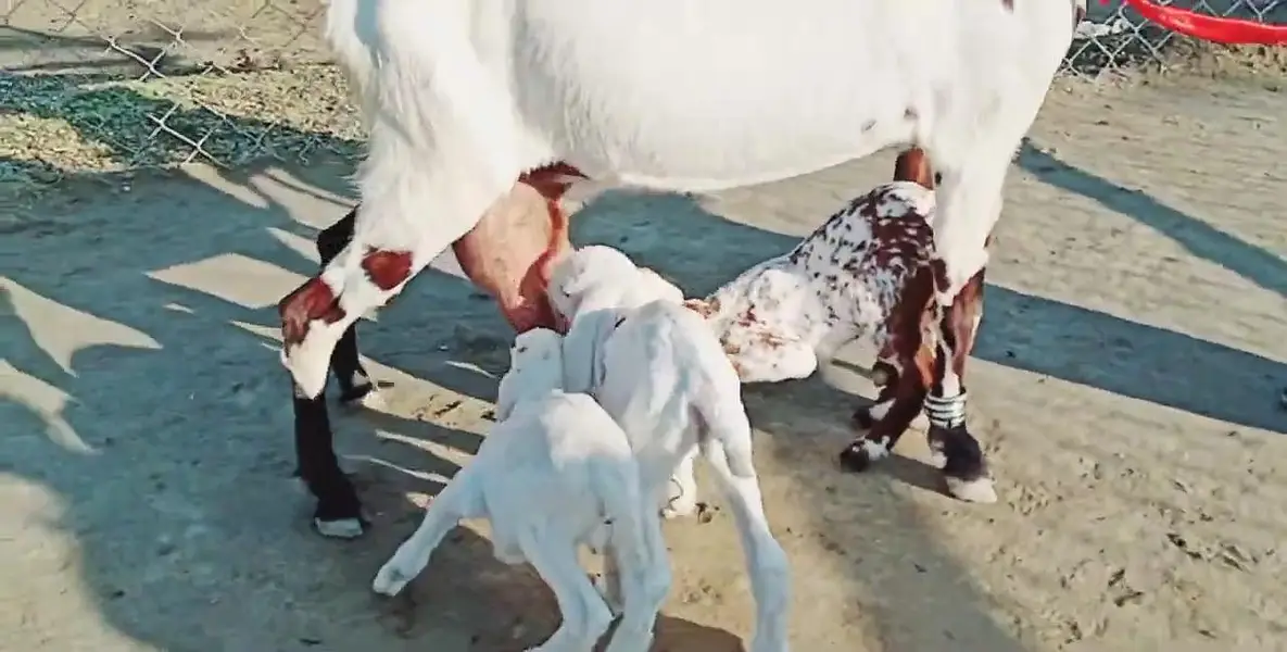 desi Bakri for Sale Mashallah Call number/03490704921 — photo 2