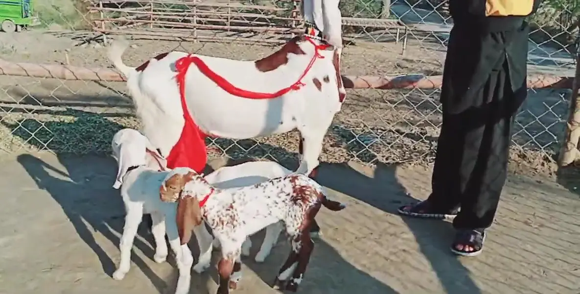 desi Bakri for Sale Mashallah Call number/03490704921 — photo 3