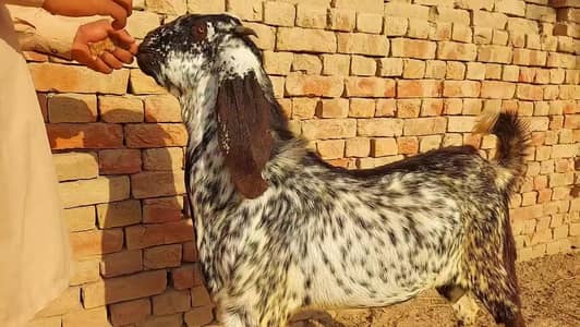 desi Bakra for Sale Call 03490704921