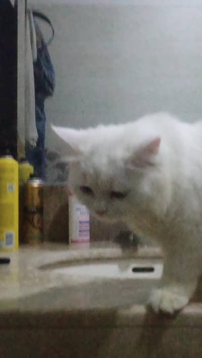Turkish angora white male rag fol
