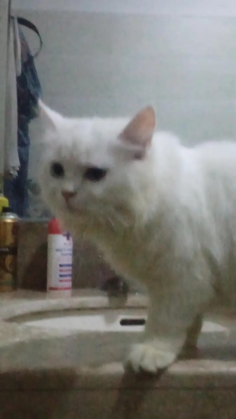 Turkish angora white male rag fol — photo 2