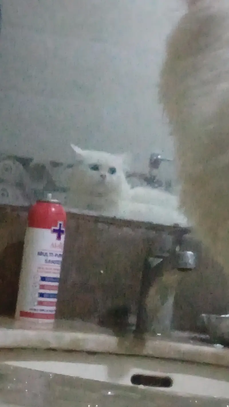 Turkish angora white male rag fol — photo 3