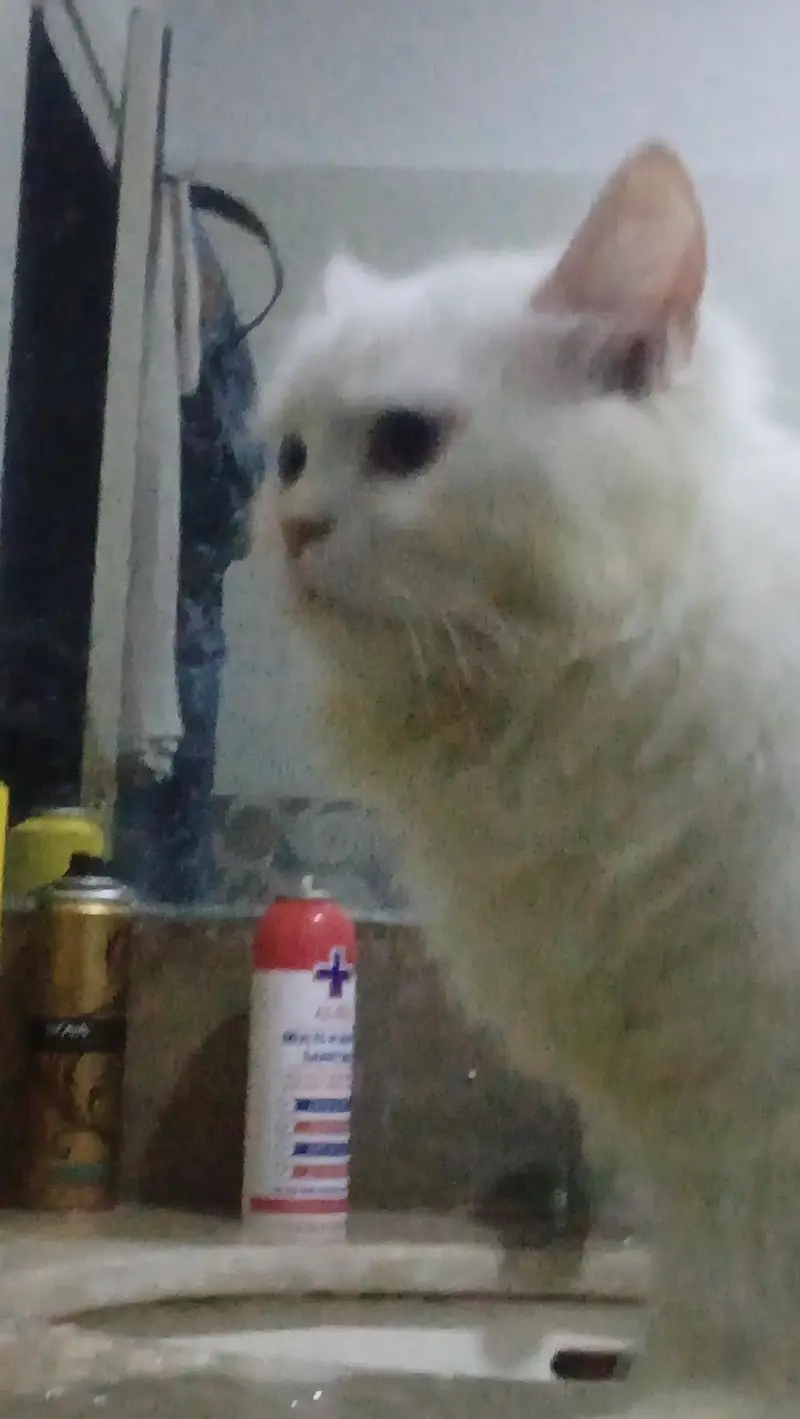 Turkish angora white male rag fol — photo 4