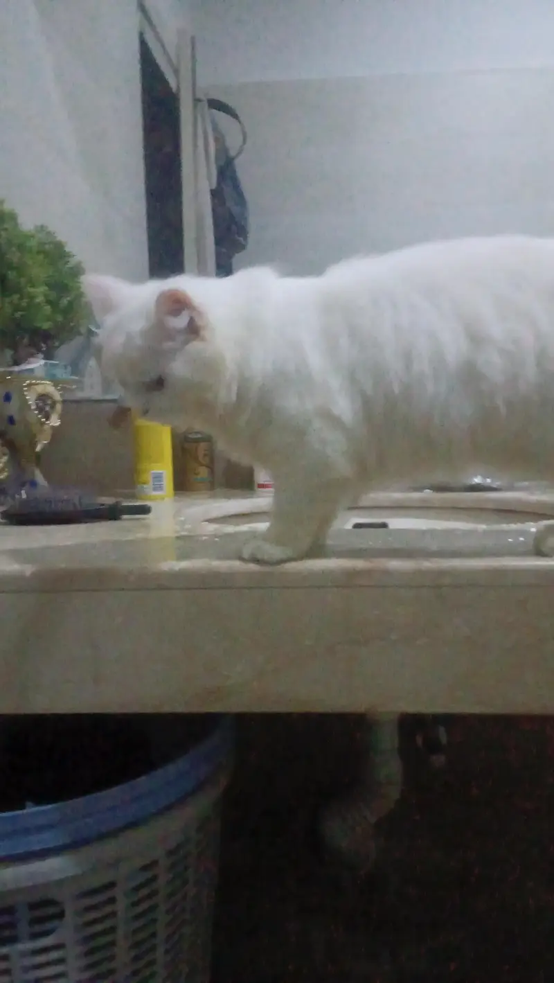 Turkish angora white male rag fol — photo 5