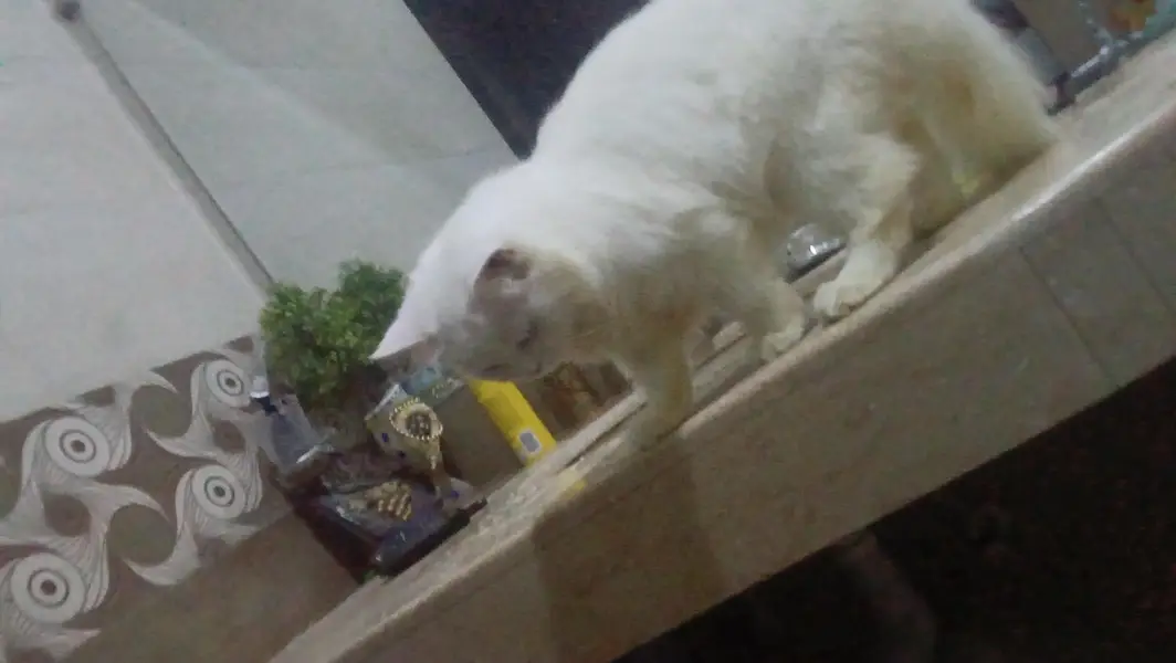 Turkish angora white male rag fol — photo 6