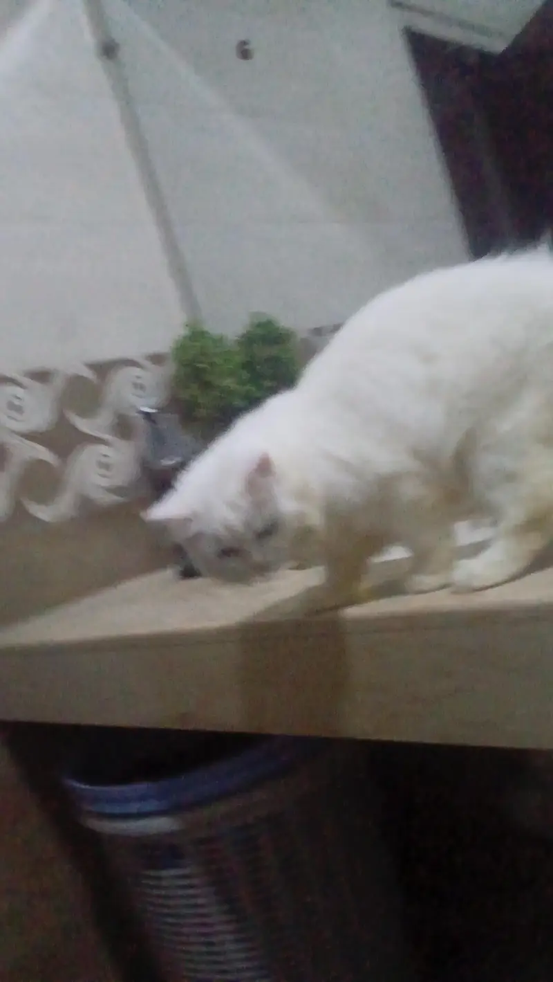 Turkish angora white male rag fol — photo 7