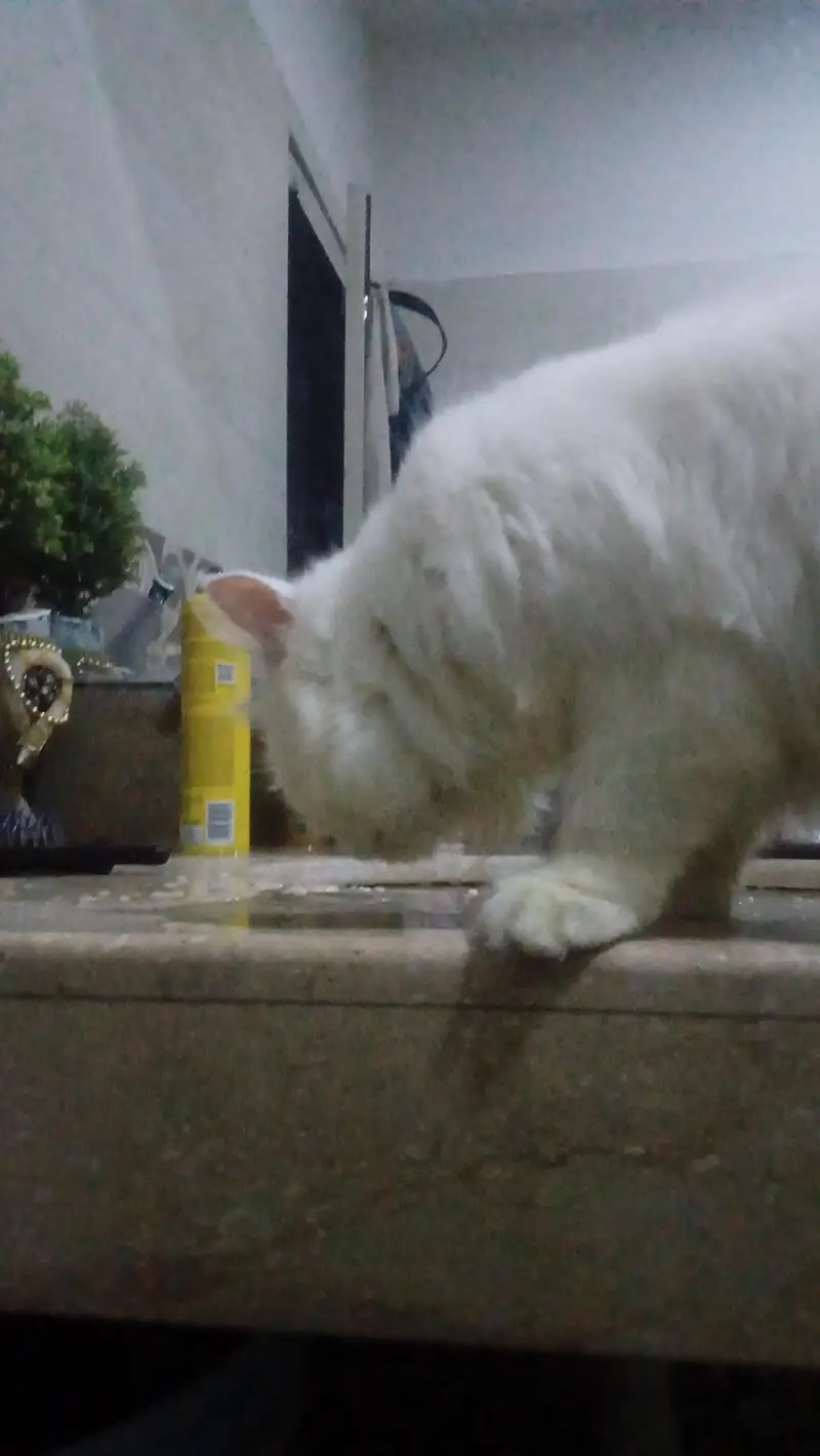 Turkish angora white male rag fol — photo 8