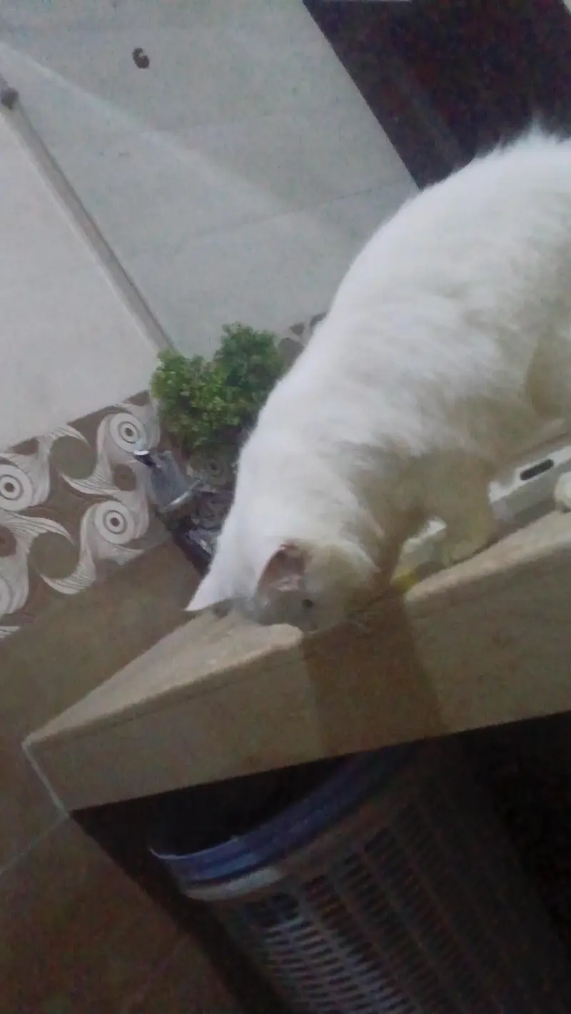 Turkish angora white male rag fol — photo 9