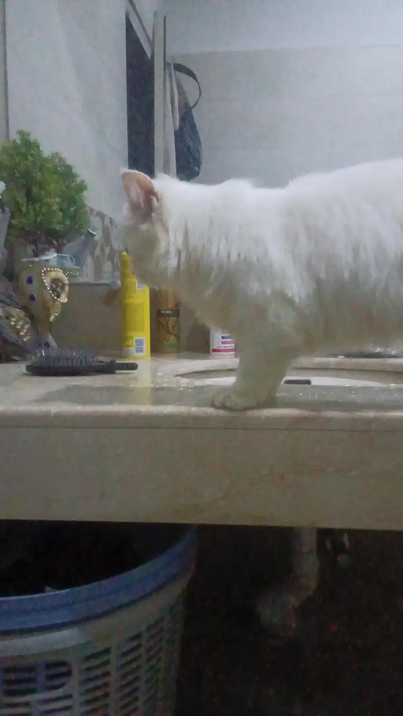 Turkish angora white male rag fol — photo 10