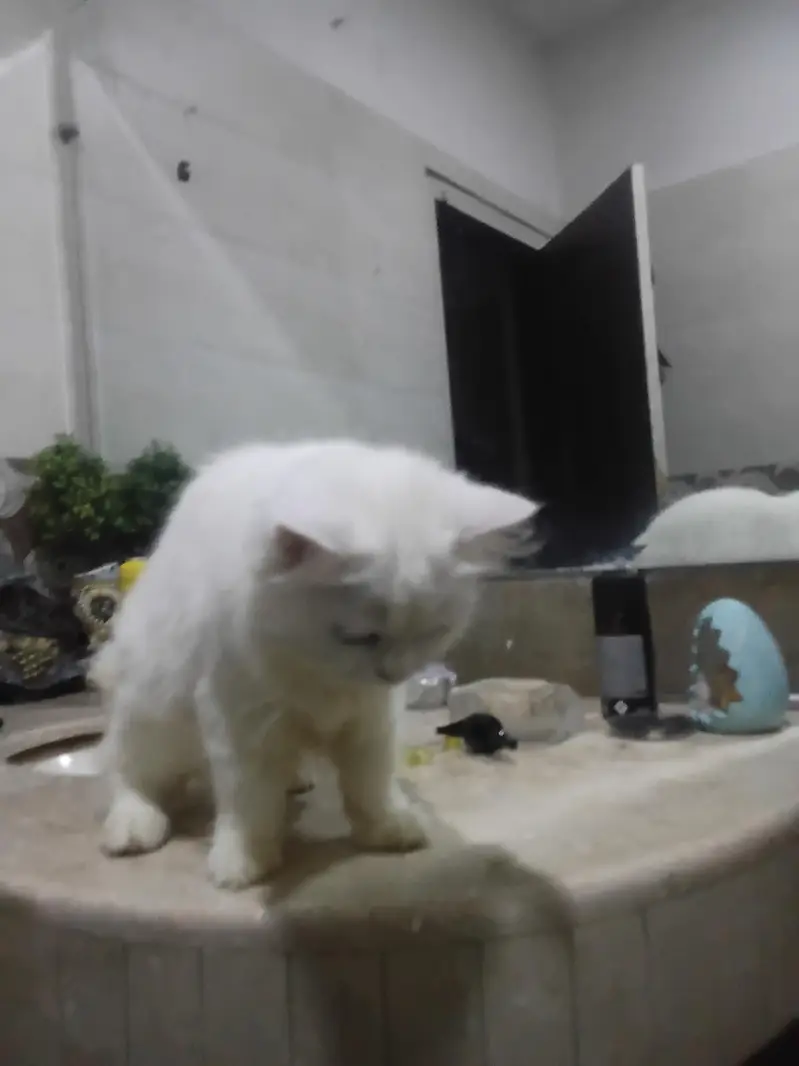 Turkish angora white male rag fol — photo 11