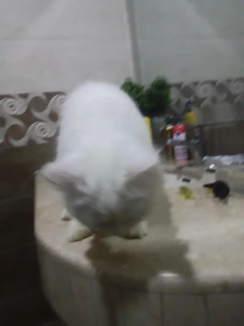 Turkish angora white male rag fol — photo 12