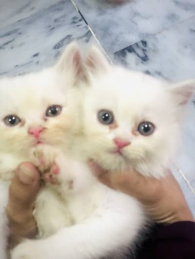 Male name:(Milo) Female name:(Minni)