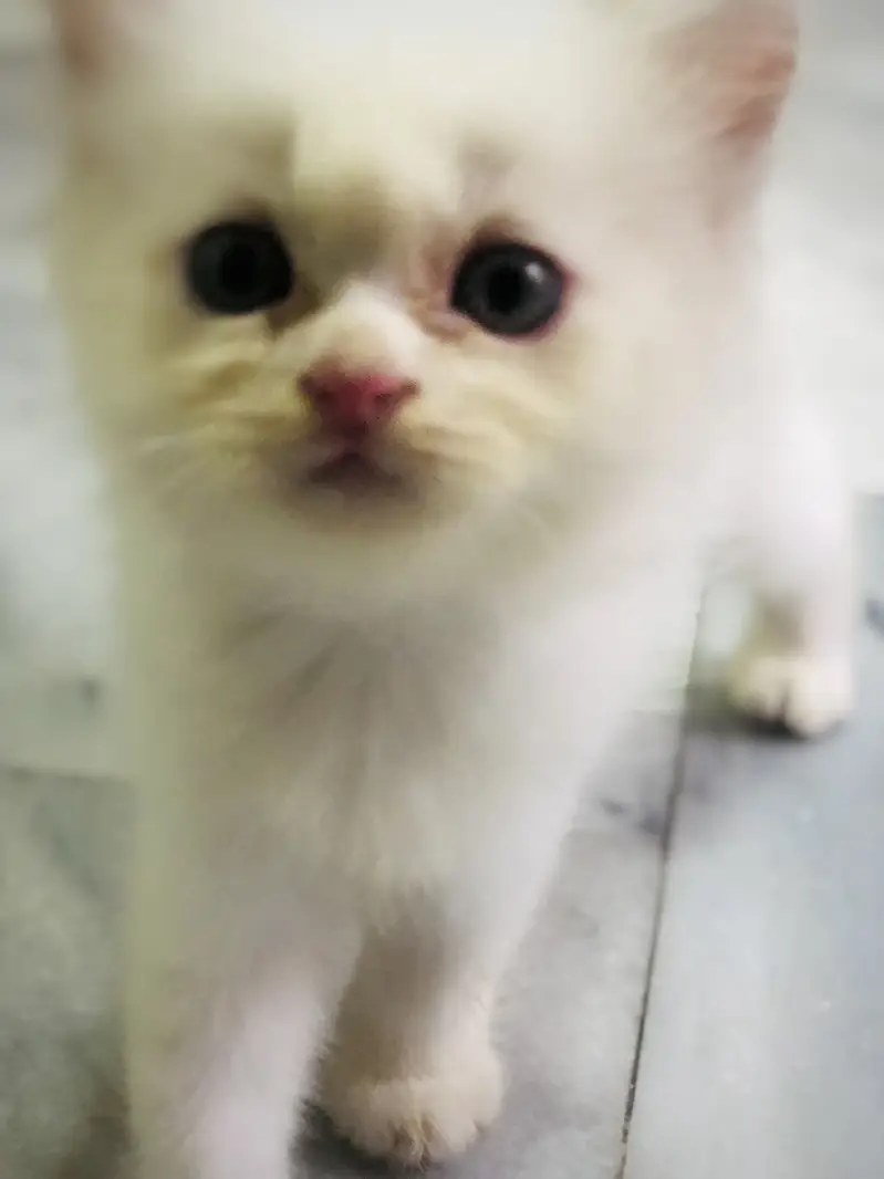Male name:(Milo) Female name:(Minni) — photo 2